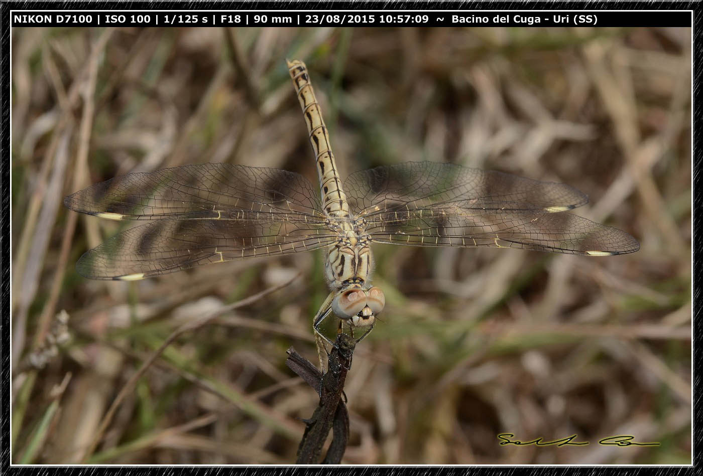 Libellula ali fascia nera: Brachythemis impartita, maschio (Libellulidae)